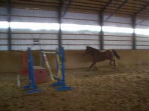 Aramisse des Pins saut en libertée 5 pieds