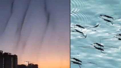 पुणे में लोगों को दिखा तबाही का मंजर! एक साथ नजर आया लाखों 'मच्छरों का बवंडर', वायरल हुआ VIDEO