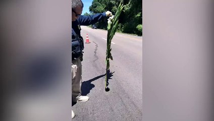 PRF encontra buraco na pista e interdita faixa da BR-476 em Araucária