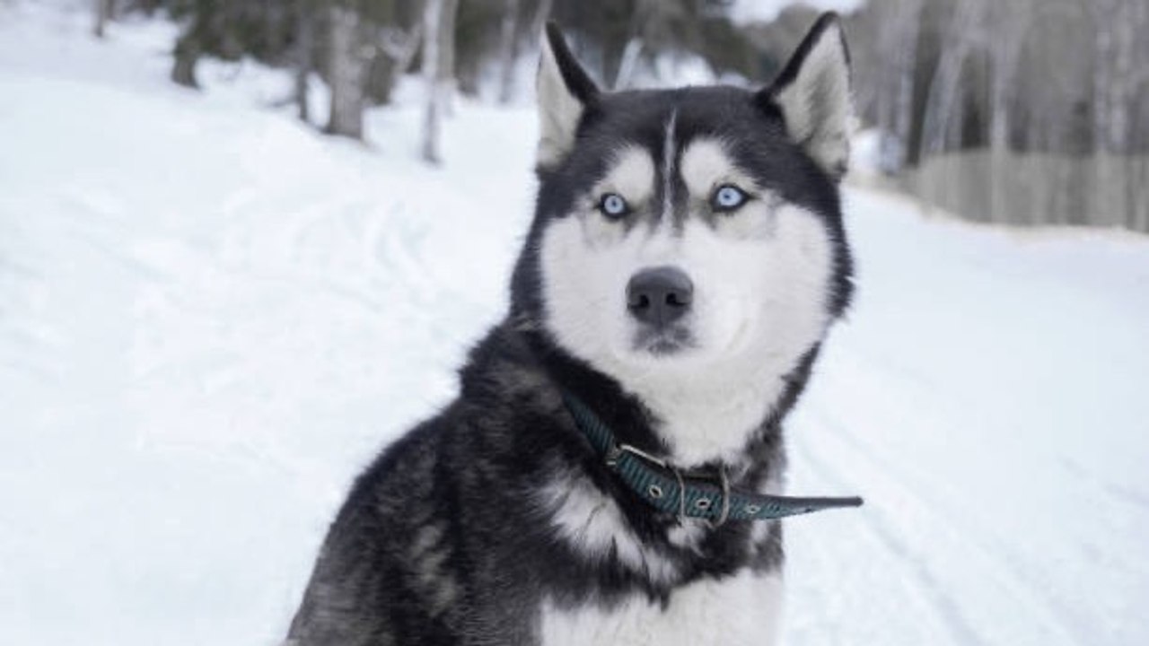 5 Razas De Perros Con Carácter: ¿Eres Un Buen Dueño Para Ellos?