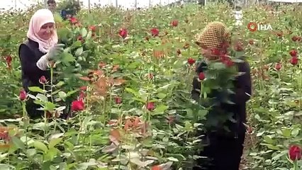 Adana'da sabahın erken saatlerinde hasat başlıyor, talebe yetişemiyorlar: Dalında tanesi 25 TL!