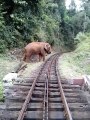 देश में पहली बार: रेलवे पटरियों पर हाथियों को ट्रेन की टक्कर से बचाने के लिए AI आधारित प्राइमरी वार्निंग सिस्टम शुरू