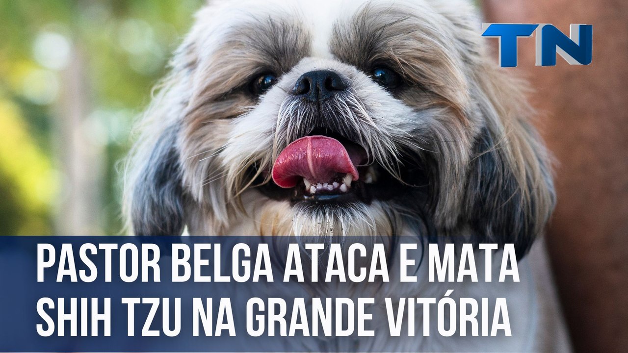 Pastor belga ataca e mata shih tzu na Grande Vi...