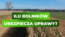 Czy ubezpieczanie upraw zyskuje na popularności?