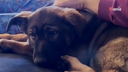 Elle accepte de garder un chien pour une nuit, mais la mission va prendre un tournant impensable