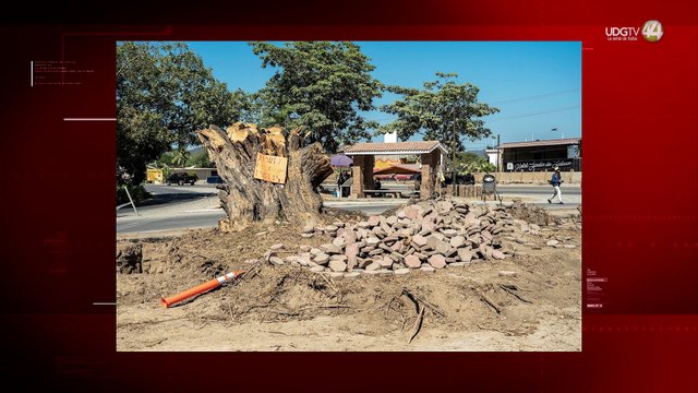 Talaron árbol centenario en Cihuatlán; prometen “compensar” con plantaciones.