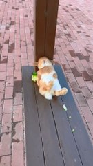 The debut plan of a cute rabbit lying down after eating Rabbit Tian