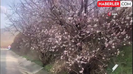 Malatya'da badem ağaçları çiçek açtı