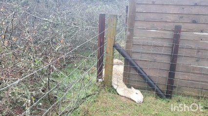 Owner Miraculously Saves Alpaca After Getting Stuck 16 Hours in Fence
