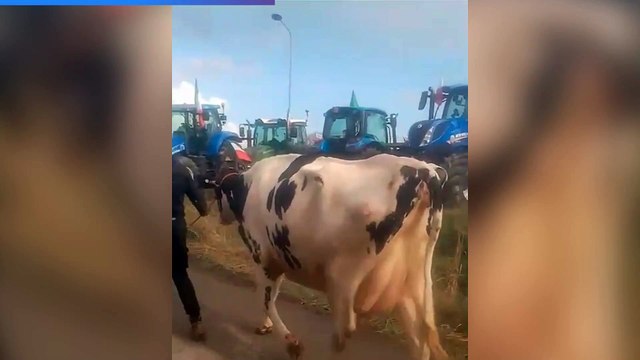 Proteste degli agricoltori, la mucca Ercolina al presidio organizzato al casello di Valdichiana