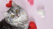Consejos Para Cuidar A Tus Mascotas Este San Valentín