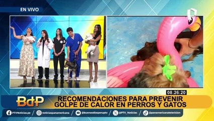Golpe de calor puede poner en riesgo la vida de mascotas: ¿cómo prevenirlo?