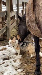 Horse and Corgi are BFFs