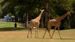 Giraffes interrupt play in Ladies European Tour golf tournament in Kenya
