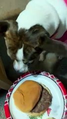 TOPS Burger for Princess