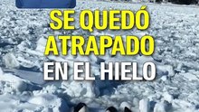Estas orcas lograron escapar de un destino trágico