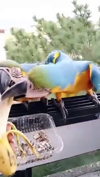 Elle nourrit des perroquets depuis son balcon