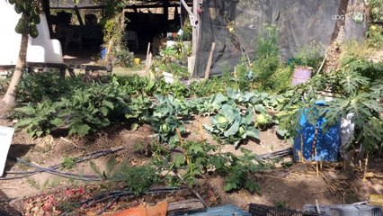 Colectivo Teocintle denuncia imposición de Zapopan para trabajar en el Parque Agroecológico