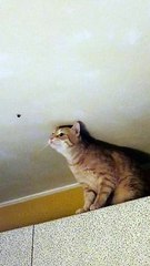 Cat Discovers Why Stink Bugs Are Called That