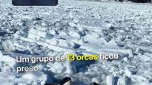 Estas orcas conseguiram escapar de um destino trágico