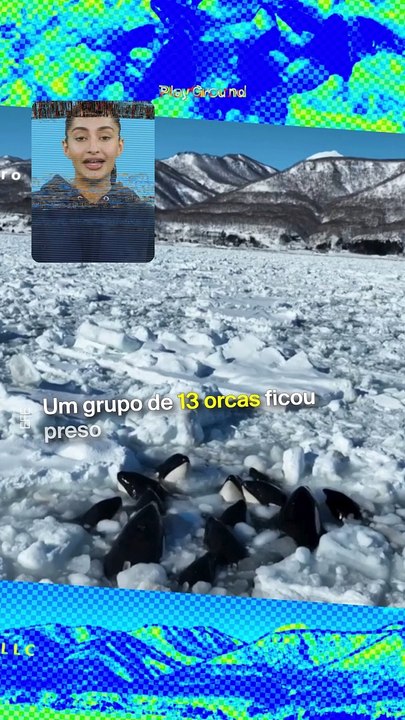 Estas orcas conseguiram escapar de um destino trágico