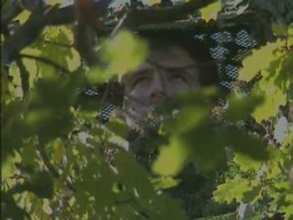 Palombes et Palombieres en Pyrenees