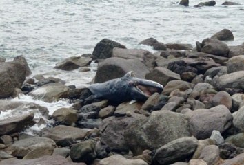Ballena varada en playa Amapas de Puerto Vallarta