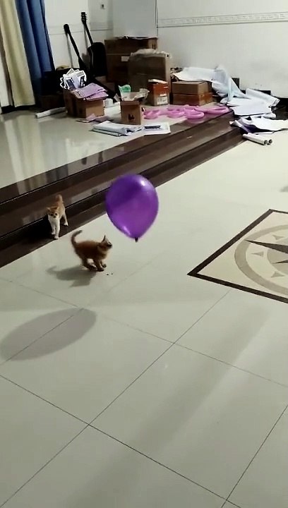 Playful Kittens Pop Balloons