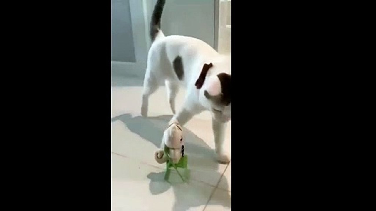 Funny cats
