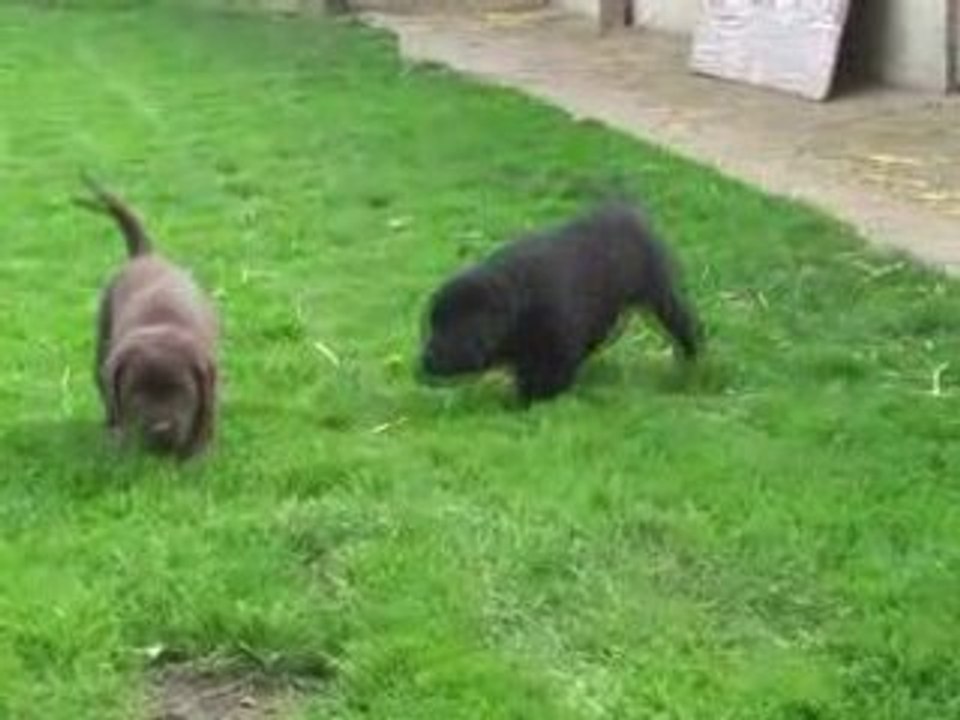 Labradors du Taillis Madame