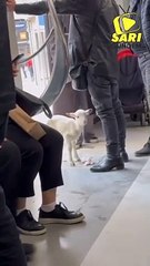 Tramvaya binen kuzu ve olayı gayet olağan karşılayan Antalya halkı 