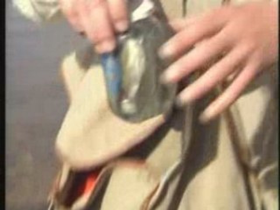 Peche au mort manie en Irlande du Nord