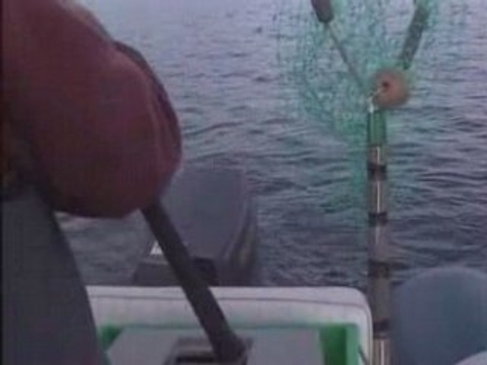 Peche du bar aux leurres de surface