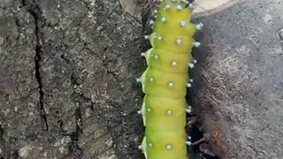 A Caterpillar Crawling Up On Tree