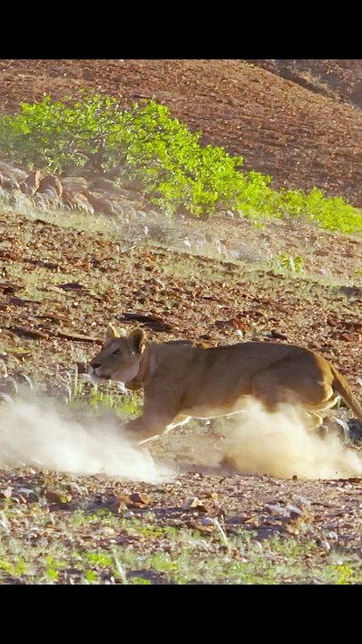 Wildlife