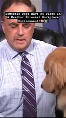 Domestic Dogs Have No Place In A Weather Forecast Workplace Environment!_