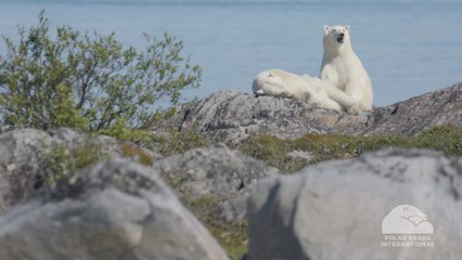 Los osos polares están en riesgo de inanición
