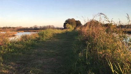 Close encounter with a bobcat in Circle B Bar Reserve in Central Florida