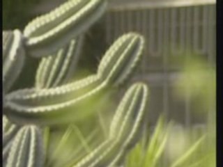 Plantes Grasses 1