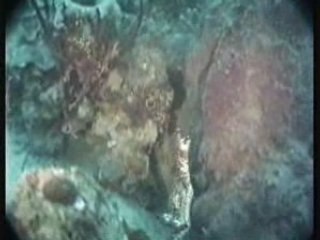 Plongee - Preparation au brevet - Niveau 2