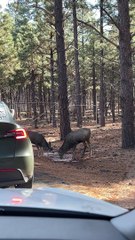 Friendly Mule Deer Buck Approaches Car