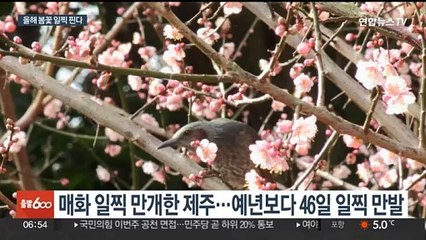 온화한 겨울 봄꽃 일찍 핀다…서울 개나리 3월 21일