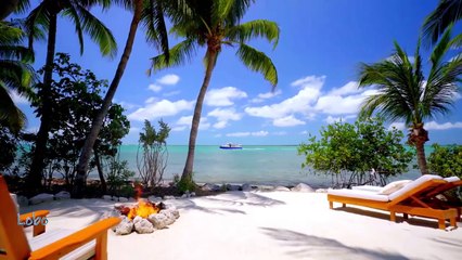 O Canto dos Pássaros   Lobo New Age