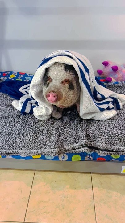 Pet Pig Loves Receiving Affection