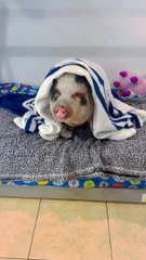Pet Pig Loves Receiving Affection