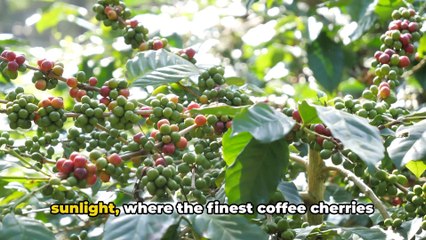 @ Unveiling the Secrets of Nespresso Pods