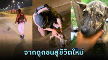 โซเชียลใจฟู วาสนาน้องหมาจรถูกรถชน ได้พี่ตำรวจช่วยดูแล