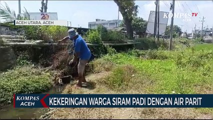 Kekeringan Warga Siram Padi Dengan Air Parit