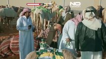 شاهد: آلاف الإبل من سبع دول تشارك في سباق الهجن في السعودية