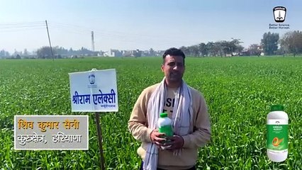 "श्रीराम एलेक्सी" का प्रयोग कर पाया पहले की तुलना में ज़्यादा हरी-भरी और स्वस्थ गेहूँ फ़सल
